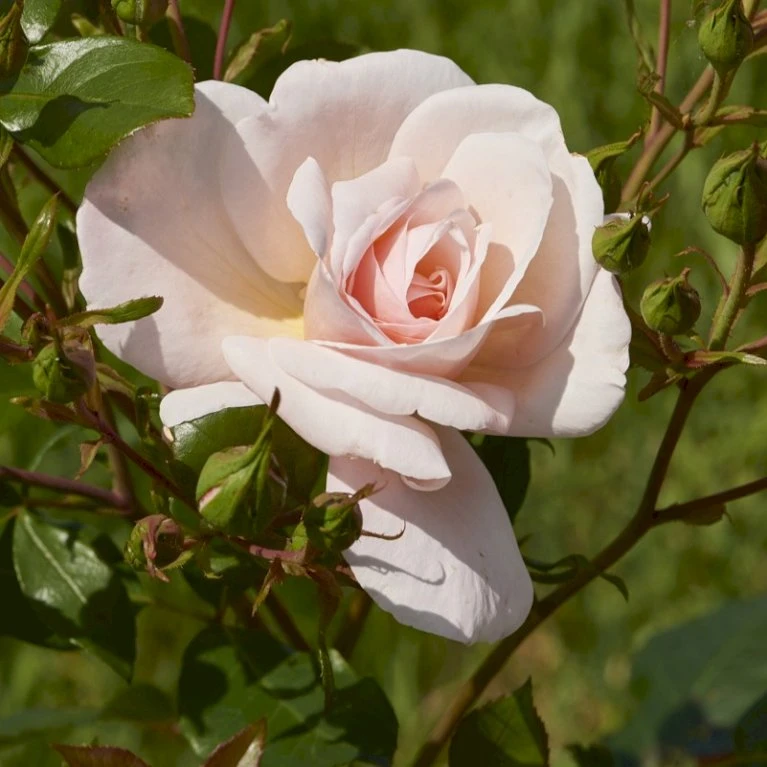 'Rosendal'™ Rosa X 'Rosendal'™ (Buketrose) A-Kvalitet,- Barrods Roser Min. 3 Grene 3 'Rosendal'™ Rosa X 'Rosendal'™ (Buketrose) A-Kvalitet,- Barrods Roser Min. 3 Grene - Billede 3