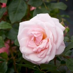 'Rosendal'™ Rosa X 'Rosendal'™ (Buketrose) A-Kvalitet,- Barrods Roser Min. 3 Grene 10 'Rosendal'™ Rosa X 'Rosendal'™ (Buketrose) A-Kvalitet,- Barrods Roser Min. 3 Grene -Sirius Butik p327 51689 rosa x rosendal buketrose d18d