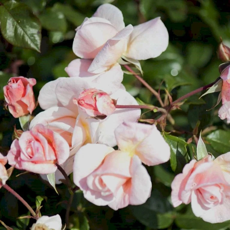 'Rosendal'™ Rosa X 'Rosendal'™ (Buketrose) A-Kvalitet,- Barrods Roser Min. 3 Grene 6 'Rosendal'™ Rosa X 'Rosendal'™ (Buketrose) A-Kvalitet,- Barrods Roser Min. 3 Grene - Billede 6