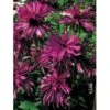 Solhat 'Doubledecker' Echinacea Purpurea 'Doubledecker' 1 Liter Potte