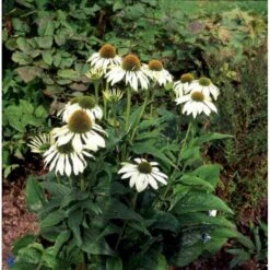 Hvid Solhat 'White Swan' Echinacea Purpurea 'White Swan' 1 Liter Potte -Sirius Butik p3290 2485 echinacea purpurea white swan e567