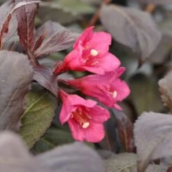 Klokkebusk 'Minor Black' Weigela 'Minor Black(R) 5 Liter Potte -Sirius Butik p32915 48989 weigela minor black r 47af