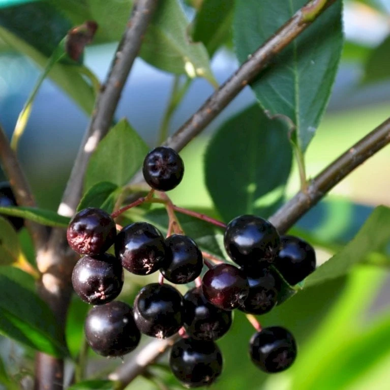 Storfrugtet Surbær 'Hugin' Aronia Melanocarpa 'Hugin' Potte 3,0 Liter,- Opbundet 1 Storfrugtet Surbær 'Hugin' Aronia Melanocarpa 'Hugin' Potte 3,0 Liter,- Opbundet