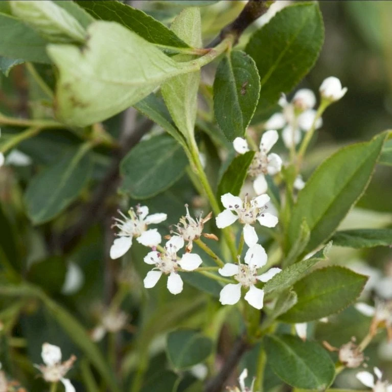 Storfrugtet Surbær 'Hugin' Aronia Melanocarpa 'Hugin' Potte 3,0 Liter,- Opbundet 2 Storfrugtet Surbær 'Hugin' Aronia Melanocarpa 'Hugin' Potte 3,0 Liter,- Opbundet - Billede 2