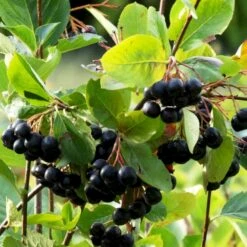 Storfrugtet Surbær 'Hugin' Aronia Melanocarpa 'Hugin' Potte 3,0 Liter,- Opbundet 10 Storfrugtet Surbær 'Hugin' Aronia Melanocarpa 'Hugin' Potte 3,0 Liter,- Opbundet -Sirius Butik p32935 50533 aronia melanocarpa hugin 0290