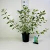 Hvidbroget Kornel 'Sibirica Variegata' Cornus Alba 'Sibirica Variegata' Potte 6,5 Liter 50-60 Cm.