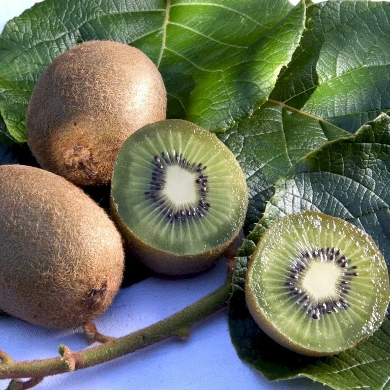 Kiwi 'Boskoop' Actinidia Chinensis 'Boskoop' (Hunplante) Potte 2,0 Liter,- Opbundet 1 Kiwi 'Boskoop' Actinidia Chinensis 'Boskoop' (Hunplante) Potte 2,0 Liter,- Opbundet