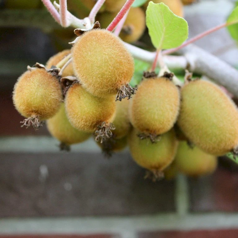 Kiwi 'Boskoop' Actinidia Chinensis 'Boskoop' (Hunplante) Potte 2,0 Liter,- Opbundet 3 Kiwi 'Boskoop' Actinidia Chinensis 'Boskoop' (Hunplante) Potte 2,0 Liter,- Opbundet - Billede 3