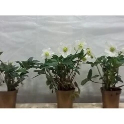 Julerose 'Christmas Carol' Helleborus Niger 'Christmas Carol' Med Potte