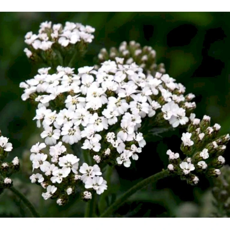 Almindelig Røllike Achillea Millefolium 1 Liter Potte 1 Almindelig Røllike Achillea Millefolium 1 Liter Potte