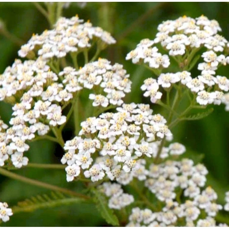 Almindelig Røllike Achillea Millefolium 1 Liter Potte 3 Almindelig Røllike Achillea Millefolium 1 Liter Potte - Billede 3