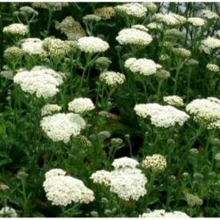 Almindelig Røllike Achillea Millefolium 1 Liter Potte 9 Almindelig Røllike Achillea Millefolium 1 Liter Potte -Sirius Butik p33025 39768 achillea millefolium 53d3