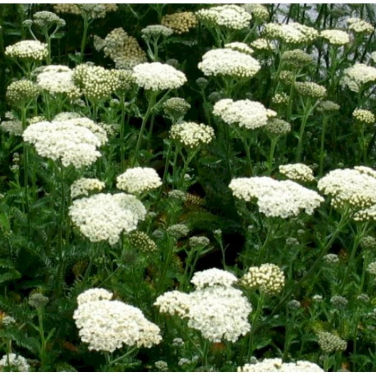 Almindelig Røllike Achillea Millefolium 1 Liter Potte 4 Almindelig Røllike Achillea Millefolium 1 Liter Potte - Billede 4