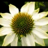 Purpursolhat 'Pow Wow - White' Echinacea Purpurea 'Pow Wow - White' Potte 2 Liter.