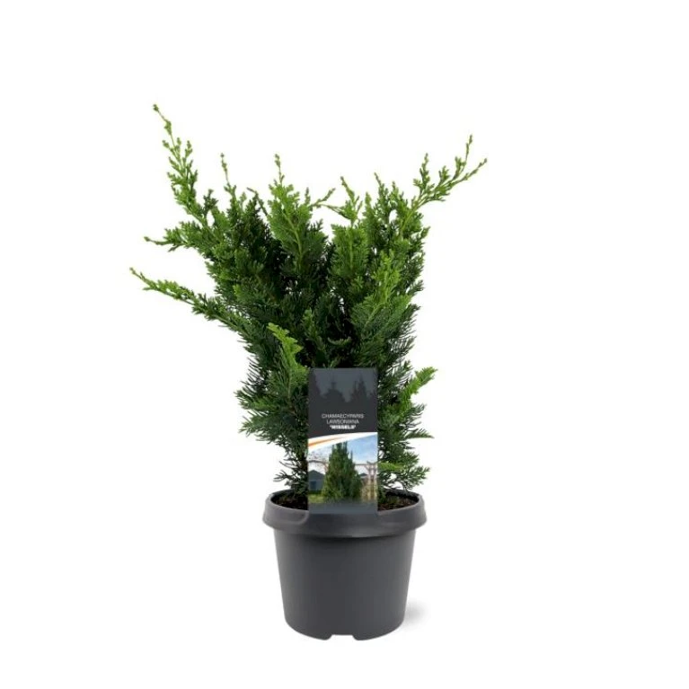 Søjle Ædelcypres 'Wisselii' Chamaecyparis Lawsoniana 'Wisselii' Potte 3,0 Liter,- 40-60 Cm. 1 Søjle Ædelcypres 'Wisselii' Chamaecyparis Lawsoniana 'Wisselii' Potte 3,0 Liter,- 40-60 Cm.