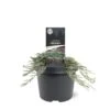 Krybende Enebær 'Icee Blue' Juniperus Horizontalis 'Icee Blue' Potte 3,0 Liter,- 25-30 Cm.