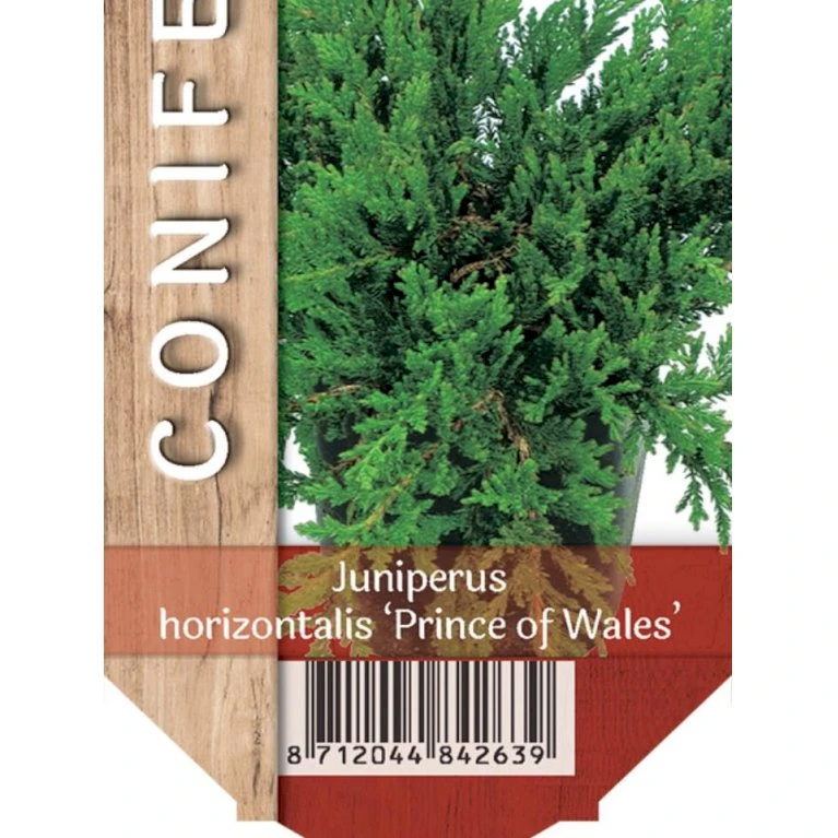 Krybende Enebær 'Prince Of Wales' Juniperus Horizontalis 'Prince Of Wales' Potte 2,0 Liter,- 20-25 Cm. 1 Krybende Enebær 'Prince Of Wales' Juniperus Horizontalis 'Prince Of Wales' Potte 2,0 Liter,- 20-25 Cm.