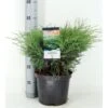 Sevenbom Juniperus Sabina Potte 5,0 Liter,- 40-50 Cm.