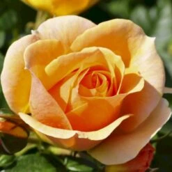 'Hansestadt Rostock'® Rosa X 'Hansestadt Rostock'® (Buketrose) A-Kvalitet,- Barrods Roser Min. 3 Grene