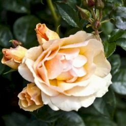 'Hansestadt Rostock'® Rosa X 'Hansestadt Rostock'® (Buketrose) A-Kvalitet,- Barrods Roser Min. 3 Grene -Sirius Butik p33160 51519 rosa x hansestadt rostock buketrose 852e