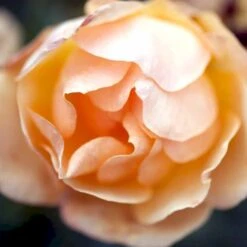 'Hansestadt Rostock'® Rosa X 'Hansestadt Rostock'® (Buketrose) A-Kvalitet,- Barrods Roser Min. 3 Grene -Sirius Butik p33160 51520 rosa x hansestadt rostock buketrose 4c66