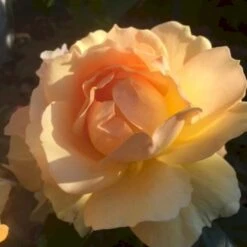 'Hansestadt Rostock'® Rosa X 'Hansestadt Rostock'® (Buketrose) A-Kvalitet,- Barrods Roser Min. 3 Grene -Sirius Butik p33160 51521 rosa x hansestadt rostock buketrose 9b21