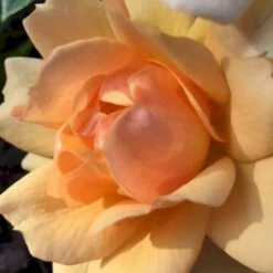 'Hansestadt Rostock'® Rosa X 'Hansestadt Rostock'® (Buketrose) A-Kvalitet,- Barrods Roser Min. 3 Grene -Sirius Butik p33160 51522 rosa x hansestadt rostock buketrose bc32