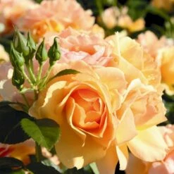 'Hansestadt Rostock'® Rosa X 'Hansestadt Rostock'® (Buketrose) A-Kvalitet,- Barrods Roser Min. 3 Grene -Sirius Butik p33160 53975 rosa x hansestadt rostock buketrose 3a41