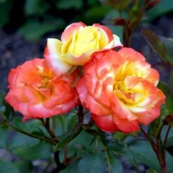 'Rumba' Rosa X 'Rumba' (Buketrose) A-Kvalitet,- Barrods Roser Min. 3 Grene -Sirius Butik p331 51696 rosa x rumba buketrose cf8d