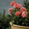 'Schackenborg'™ Rosa X 'Schackenborg'™ (Slotsrose) A-Kvalitet,- Barrods Roser Min. 3 Grene
