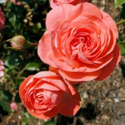 'Schackenborg'™ Rosa X 'Schackenborg'™ (Slotsrose) A-Kvalitet,- Barrods Roser Min. 3 Grene -Sirius Butik p333 51851 rosa x schackenborg slotsrose 78c3
