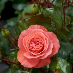 'Schackenborg'™ Rosa X 'Schackenborg'™ (Slotsrose) A-Kvalitet,- Barrods Roser Min. 3 Grene -Sirius Butik p333 51852 rosa x schackenborg slotsrose 57c4