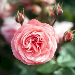 'Schackenborg'™ Rosa X 'Schackenborg'™ (Slotsrose) A-Kvalitet,- Barrods Roser Min. 3 Grene -Sirius Butik p333 51853 rosa x schackenborg slotsrose d7d9