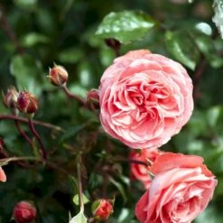 'Schackenborg'™ Rosa X 'Schackenborg'™ (Slotsrose) A-Kvalitet,- Barrods Roser Min. 3 Grene -Sirius Butik p333 51854 rosa x schackenborg slotsrose 4f6b