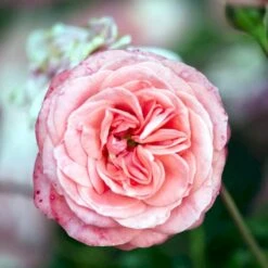 'Schackenborg'™ Rosa X 'Schackenborg'™ (Slotsrose) A-Kvalitet,- Barrods Roser Min. 3 Grene -Sirius Butik p333 51855 rosa x schackenborg slotsrose 3735