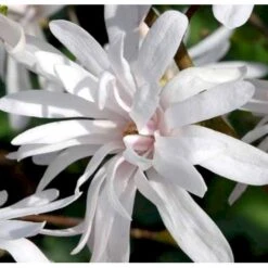 Magnolia 'Wildcat' Magnolia X Loebneri 'Wildcat' 100-125 Cm, Potte 12 Liter -Sirius Butik p33480 41154 magnolia x loebneri wildcat edc7