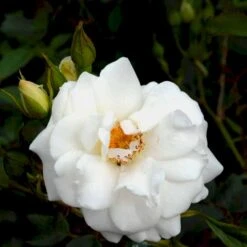 'Schneewittchen'® Rosa X 'Schneewittchen'® (Buketrose) A-Kvalitet,- Barrods Roser Min. 3 Grene -Sirius Butik p334 51703 rosa x schneewittchen buketrose 404a