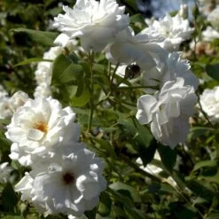 'Schneewittchen'® Rosa X 'Schneewittchen'® (Buketrose) A-Kvalitet,- Barrods Roser Min. 3 Grene -Sirius Butik p334 51704 rosa x schneewittchen buketrose aaba