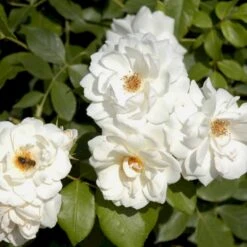 'Schneewittchen'® Rosa X 'Schneewittchen'® (Buketrose) A-Kvalitet,- Barrods Roser Min. 3 Grene -Sirius Butik p334 51705 rosa x schneewittchen buketrose c258
