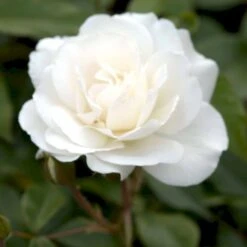 'Schneewittchen'® Rosa X 'Schneewittchen'® (Buketrose) A-Kvalitet,- Barrods Roser Min. 3 Grene -Sirius Butik p334 51706 rosa x schneewittchen buketrose 7180