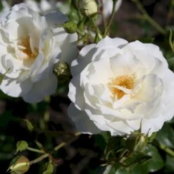 'Schneewittchen'® Rosa X 'Schneewittchen'® (Buketrose) A-Kvalitet,- Barrods Roser Min. 3 Grene -Sirius Butik p334 53652 rosa x schneewittchen buketrose d99c