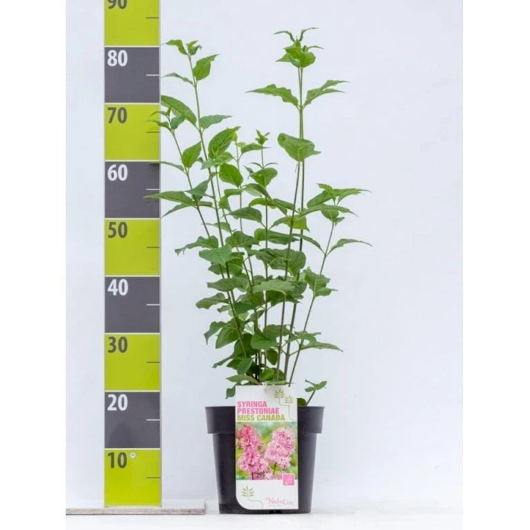 Preston Syren 'Miss Canada' Syringa Prestoniae 'Miss Canada' Potte 4,0 Liter,- 50-60 Cm. 1 Preston Syren 'Miss Canada' Syringa Prestoniae 'Miss Canada' Potte 4,0 Liter,- 50-60 Cm.