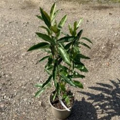 Kongebusk 'Splendid Choiz' Viburnum Nudum 'Splendid Choiz' 5 Liter -Sirius Butik p33523 53293 viburnum nudum splendid choiz 0880