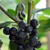 Storfrugtet Surbær 'Viking' Aronia Melanocarpa 'Viking' Potte 3,0 Liter,- Opbundet