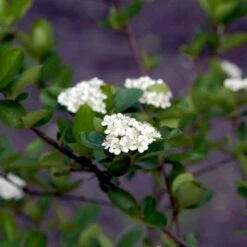 Storfrugtet Surbær 'Viking' Aronia Melanocarpa 'Viking' Potte 3,0 Liter,- Opbundet -Sirius Butik p33566 48518 aronia melanocarpa viking b33b