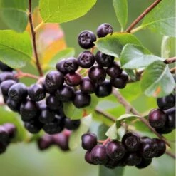 Storfrugtet Surbær 'Viking' Aronia Melanocarpa 'Viking' Potte 3,0 Liter,- Opbundet -Sirius Butik p33566 50535 aronia melanocarpa viking defc