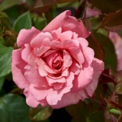 'Sofiero'™ Rosa X 'Sofiero'™ (Slotsrose) A-Kvalitet,- Barrods Roser Min. 3 Grene -Sirius Butik p337 51859 rosa x sofiero slotsrose c8a5