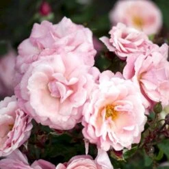'Sofiero'™ Rosa X 'Sofiero'™ (Slotsrose) A-Kvalitet,- Barrods Roser Min. 3 Grene -Sirius Butik p337 51860 rosa x sofiero slotsrose 6b49