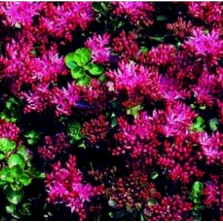 Rød Stenurt 'Summer Glory' Sedum Spurium 'Summer Glory' 10 Cm. Potte 1 Rød Stenurt 'Summer Glory' Sedum Spurium 'Summer Glory' 10 Cm. Potte