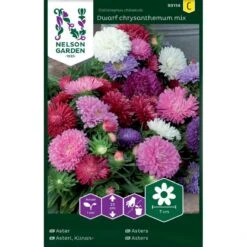 Sommerasters 'Dwarf Crysanthemum' Mix Callistephus Chinensis 'Dwarf Chrysanthemum' Mix